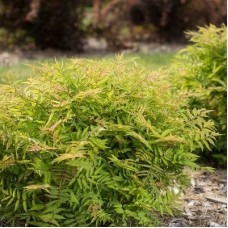 Рябинник рябинолистный Матча Болл Рябинник рябинолистный Матча Болл